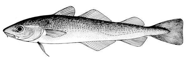 棘鱗蛇鯖 鱈魚_吃了棘鱗蛇鯖怎么辦_棘鱗蛇鯖與水鱈魚