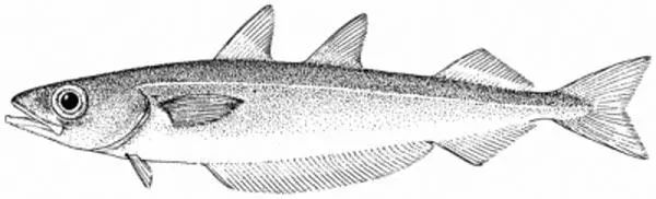 棘鱗蛇鯖與水鱈魚_棘鱗蛇鯖 鱈魚_吃了棘鱗蛇鯖怎么辦
