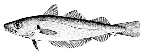 吃了棘鱗蛇鯖怎么辦_棘鱗蛇鯖與水鱈魚_棘鱗蛇鯖 鱈魚
