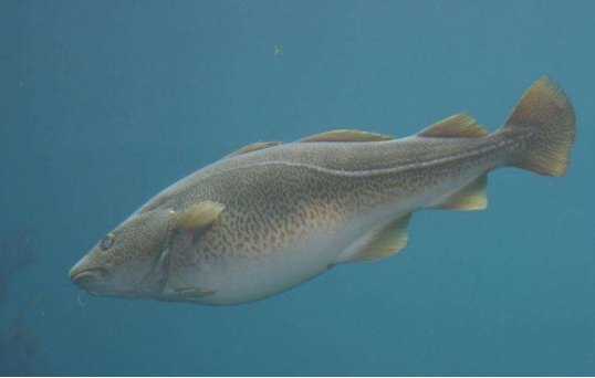 吃了棘鱗蛇鯖怎么辦_棘鱗蛇鯖與水鱈魚_棘鱗蛇鯖 鱈魚