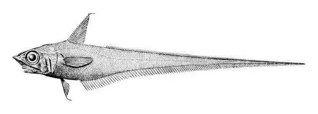 棘鱗蛇鯖 鱈魚_棘鱗蛇鯖與水鱈魚_吃了棘鱗蛇鯖怎么辦
