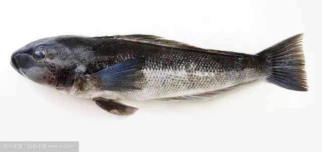 棘鱗蛇鯖與水鱈魚_吃了棘鱗蛇鯖怎么辦_棘鱗蛇鯖 鱈魚