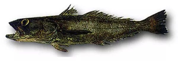 棘鱗蛇鯖 鱈魚_棘鱗蛇鯖與水鱈魚_吃了棘鱗蛇鯖怎么辦