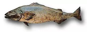 棘鱗蛇鯖與水鱈魚_棘鱗蛇鯖 鱈魚_吃了棘鱗蛇鯖怎么辦