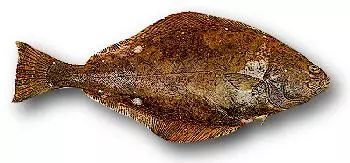 棘鱗蛇鯖 鱈魚_吃了棘鱗蛇鯖怎么辦_棘鱗蛇鯖與水鱈魚