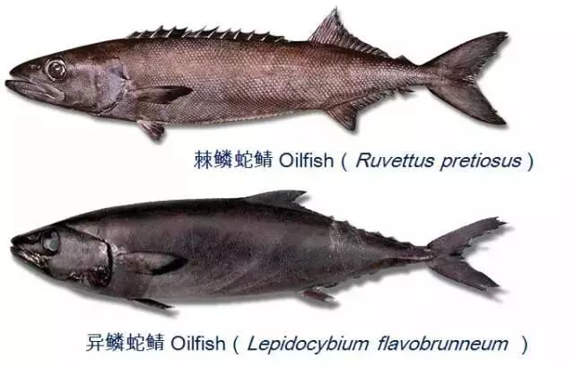 棘鱗蛇鯖與水鱈魚_吃了棘鱗蛇鯖怎么辦_棘鱗蛇鯖 鱈魚
