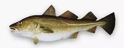 棘鱗蛇鯖怎么做_棘鱗蛇鯖圖片_棘鱗蛇鯖 鱈魚