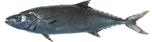 棘鱗蛇鯖 鱈魚_棘鱗蛇鯖圖片_棘鱗蛇鯖怎么做