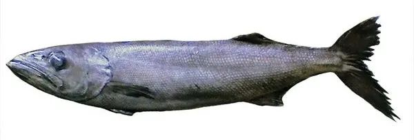 棘鱗蛇鯖 鱈魚_棘鱗蛇鯖圖片_棘鱗蛇鯖怎么做