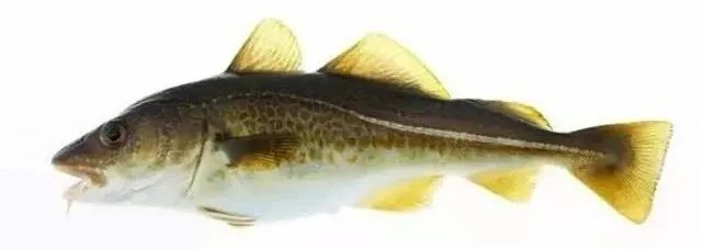棘鱗蛇鯖怎么做_棘鱗蛇鯖圖片_棘鱗蛇鯖 鱈魚
