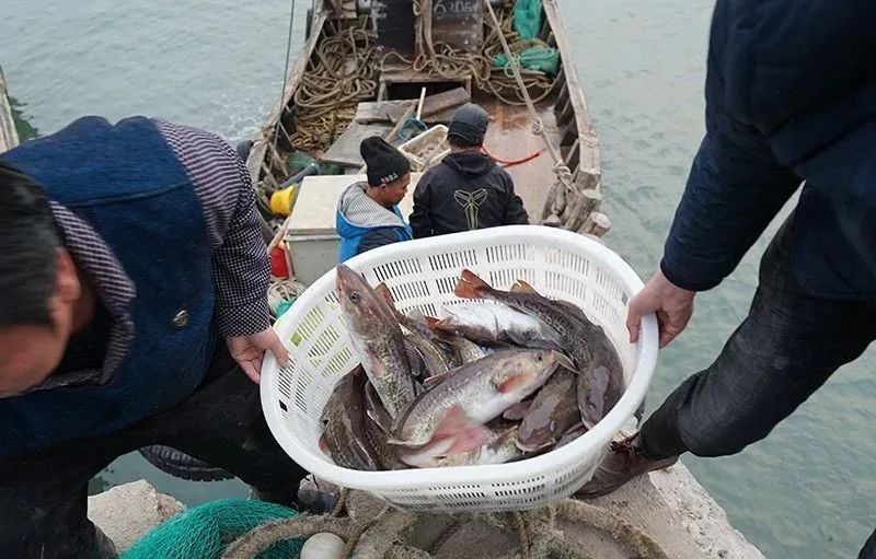 棘鱗蛇鯖 鱈魚_棘鱗蛇鯖圖片_棘鱗蛇鯖怎么做