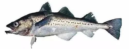 棘鱗蛇鯖 鱈魚_棘鱗蛇鯖怎么做_棘鱗蛇鯖圖片