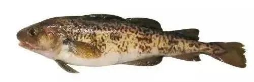 棘鱗蛇鯖圖片_棘鱗蛇鯖 鱈魚_棘鱗蛇鯖怎么做