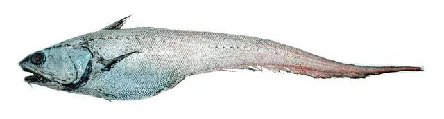 棘鱗蛇鯖 鱈魚_棘鱗蛇鯖圖片_棘鱗蛇鯖怎么做