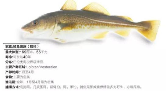 棘鱗蛇鯖 鱈魚_異鱗蛇鯖營養(yǎng)價值_棘鱗蛇鯖圖片