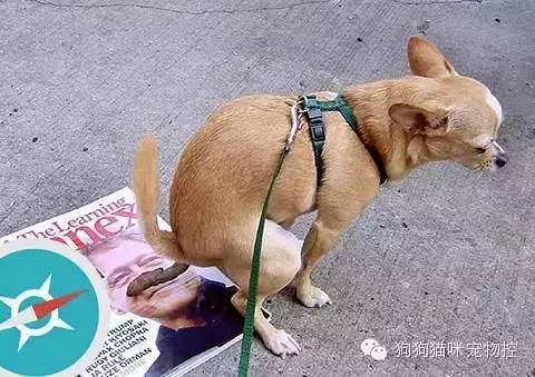 養(yǎng)圣伯納犬知識大全_什么狗便宜可愛又好養(yǎng)_養(yǎng)狗知識大全可愛的小仙寵