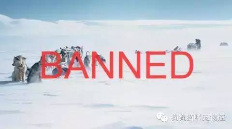 什么狗便宜可愛又好養(yǎng)_養(yǎng)狗知識大全可愛的小仙寵_養(yǎng)圣伯納犬知識大全