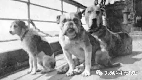 養(yǎng)圣伯納犬知識大全_養(yǎng)狗知識大全可愛的小仙寵_什么狗便宜可愛又好養(yǎng)