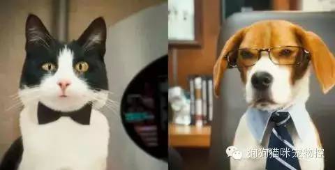 養(yǎng)圣伯納犬知識大全_什么狗便宜可愛又好養(yǎng)_養(yǎng)狗知識大全可愛的小仙寵