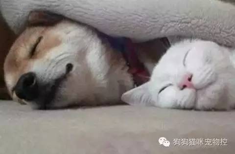 養(yǎng)狗知識大全可愛的小仙寵_什么狗便宜可愛又好養(yǎng)_養(yǎng)圣伯納犬知識大全
