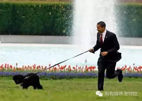 養(yǎng)狗知識大全可愛的小仙寵_養(yǎng)圣伯納犬知識大全_什么狗便宜可愛又好養(yǎng)