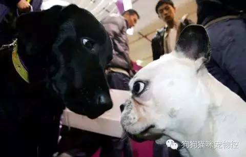 什么狗便宜可愛又好養(yǎng)_養(yǎng)狗知識大全可愛的小仙寵_養(yǎng)圣伯納犬知識大全