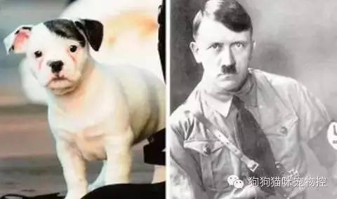 養(yǎng)圣伯納犬知識大全_養(yǎng)狗知識大全可愛的小仙寵_什么狗便宜可愛又好養(yǎng)