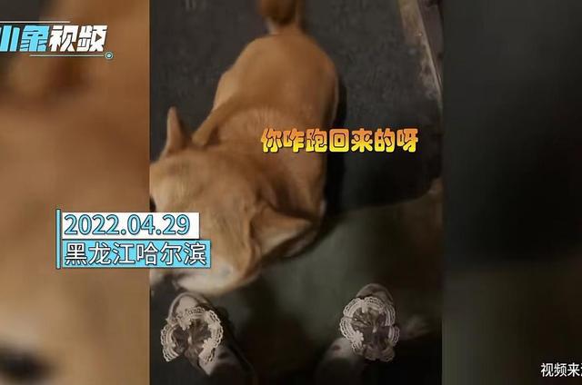 哈爾濱賣病狗_西樵論壇賣病狗_哈爾濱賣病狗