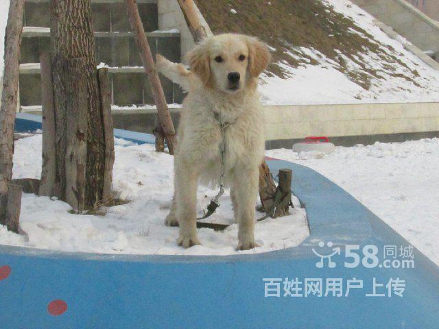 西樵論壇賣病狗_哈爾濱賣病狗_哈爾濱賣病狗