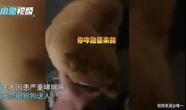 西樵論壇賣病狗_哈爾濱賣病狗_哈爾濱賣病狗