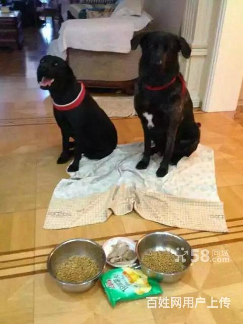西樵論壇賣病狗_哈爾濱賣病狗_哈爾濱賣病狗