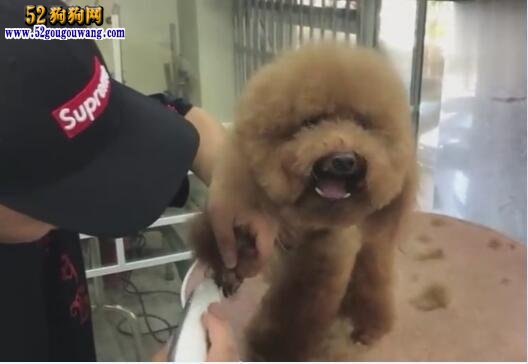 狗狗美容教程視頻