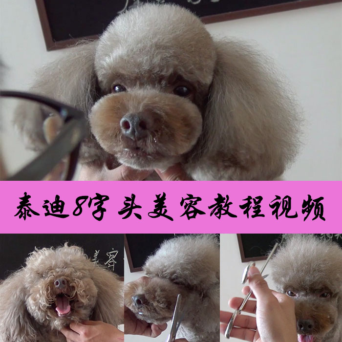 泰迪美容教程視頻_泰迪美容教程視頻教程_泰迪狗狗美容教程視頻