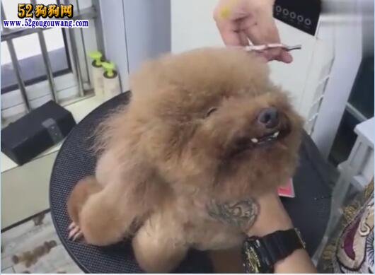 狗狗美容教程視頻