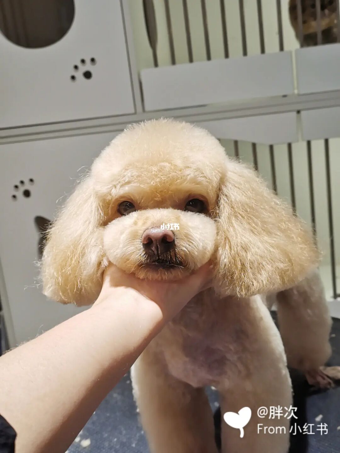 泰迪美容教程視頻_泰迪狗狗美容教程視頻_泰迪美容教程視頻教程