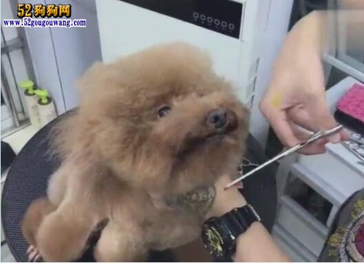 狗狗美容教程視頻