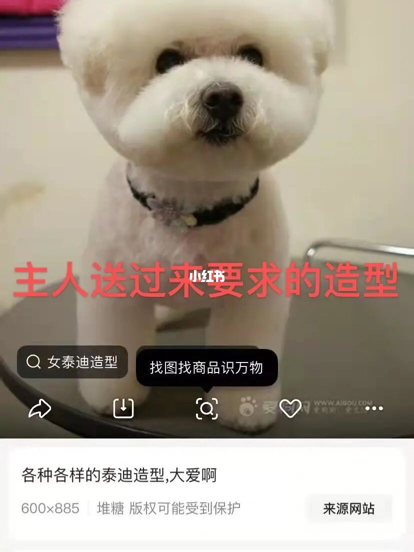 泰迪狗狗美容教程視頻_泰迪美容教程視頻_泰迪美容教程視頻教程
