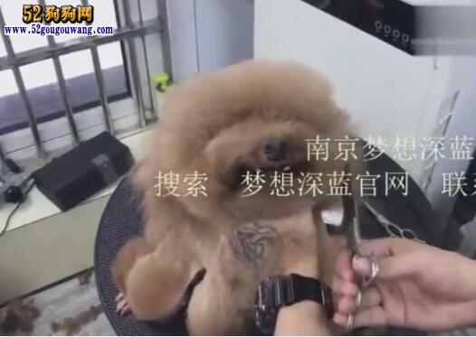 狗狗美容教程視頻