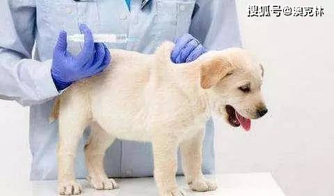 治療白堊病最有效方法_狗病大全和治療方法_狗病大全圖片