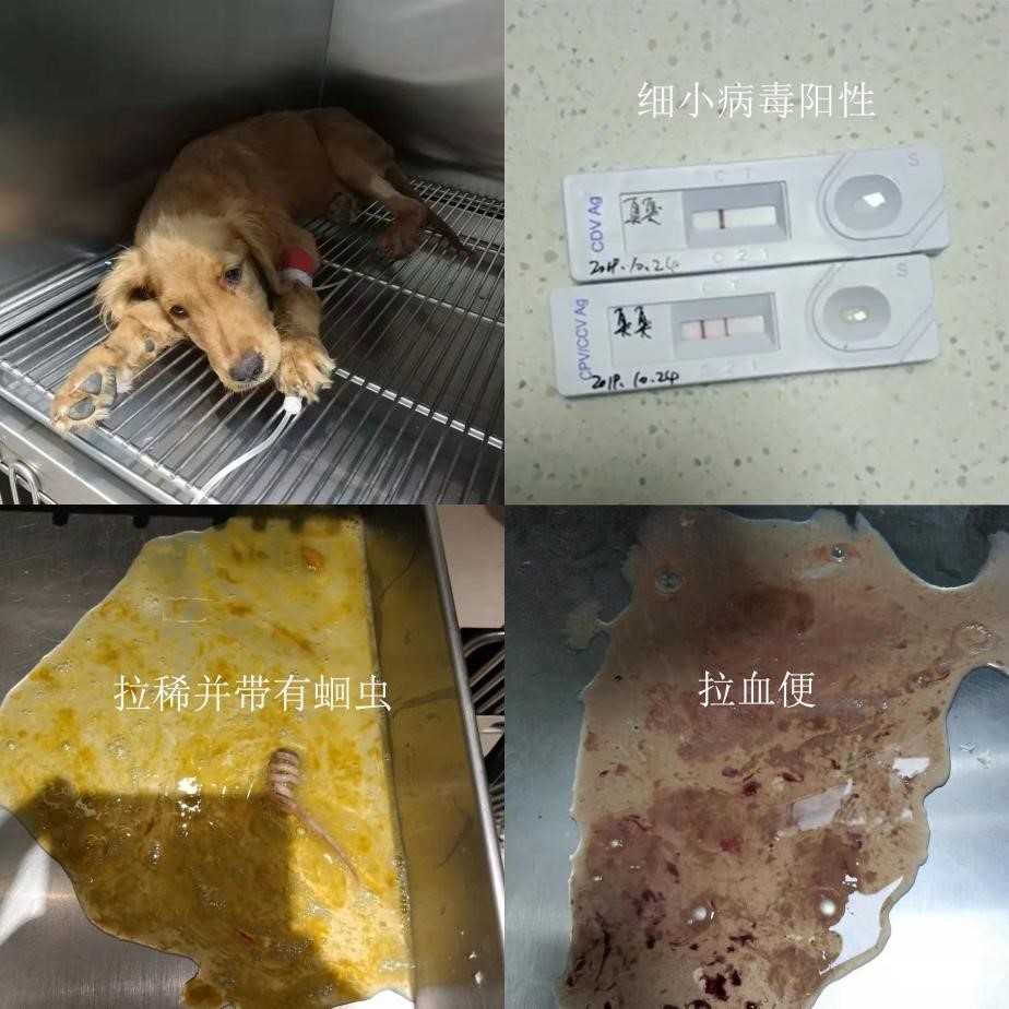 狗病大全和治療方法_治療白堊病最有效方法_狗病大全圖片