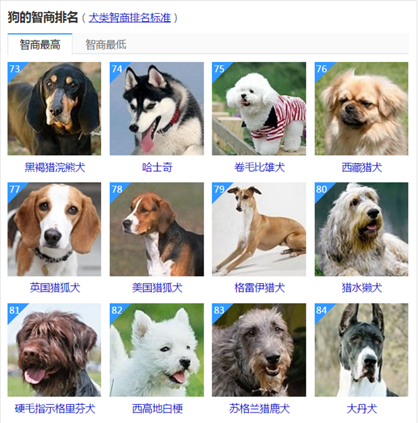 耳朵立著的狗狗的品種_立耳朵的狗品種圖片_狗品種耳朵