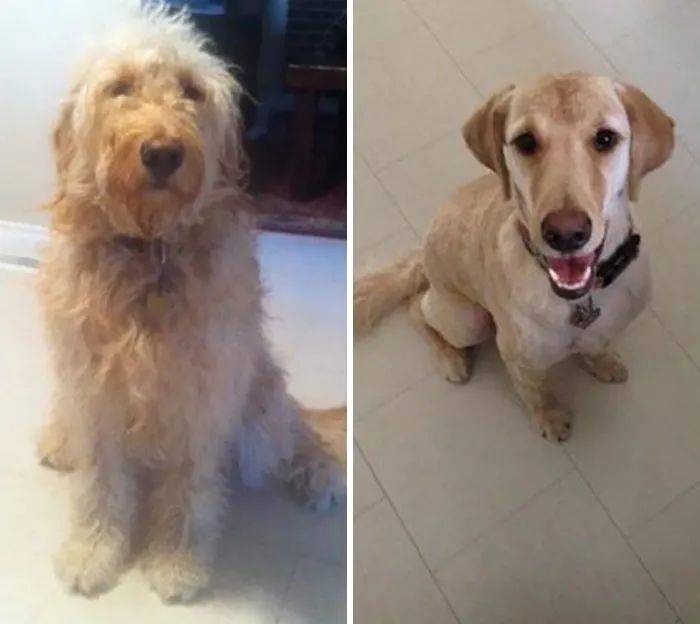 狗狗美容前后_狗狗美容前后對比_美容除皺針 除皺前后對比