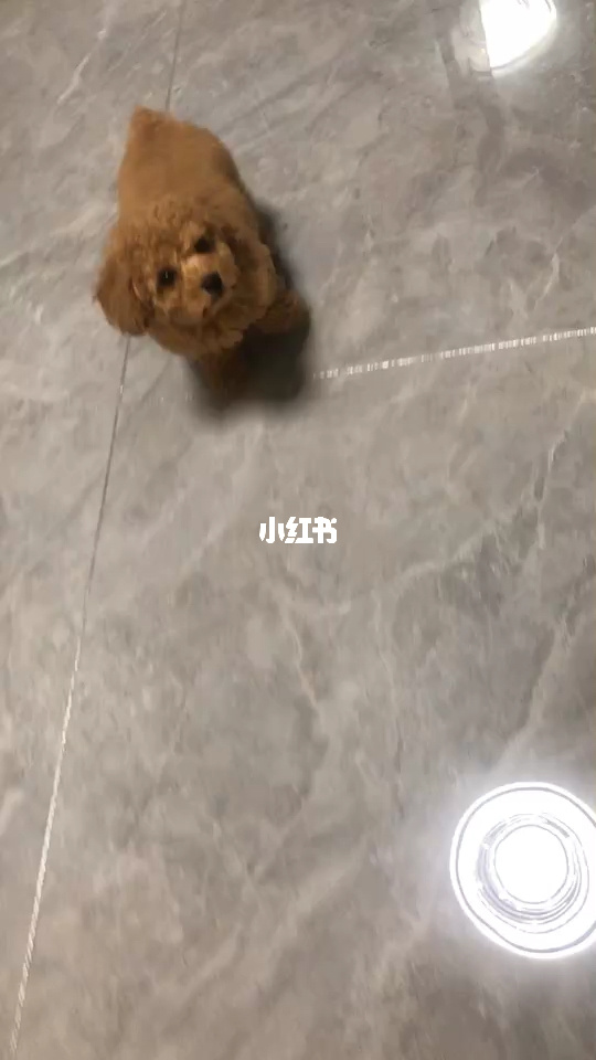狗品種耳朵_狗耳朵和牛耳朵圖片_耳朵立起來的狗品種