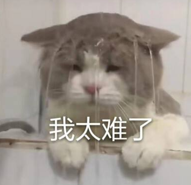 狗子美容前后對比照，我不相信是同一只狗，狗：我不要面子的嗎！