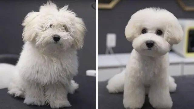 狗狗剪毛前后搞笑圖片_泰迪美容前后對比照_狗狗美容前后