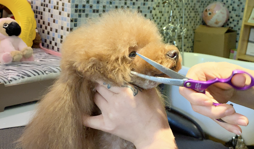 狗子美容前后對比照，我不相信是同一只狗，狗：我不要面子的嗎！