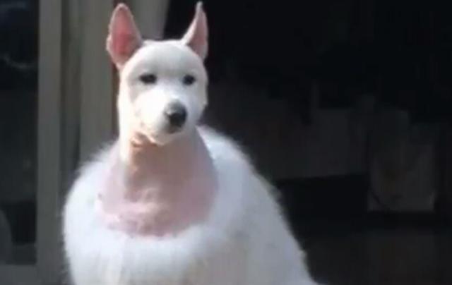 狗狗美容前后_狗狗剪毛前后搞笑圖片_泰迪美容前后對比照
