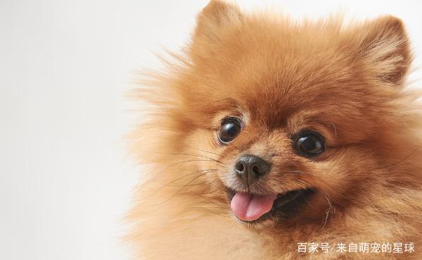 名狗大全狗品種介_名貴的桂花品種大全_名貴的葫蘆品種大全