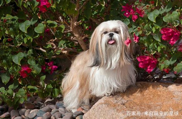 名貴的葫蘆品種大全_名貴的桂花品種大全_名狗大全狗品種介