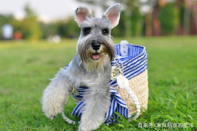 名貴的桂花品種大全_名狗大全狗品種介_名貴的葫蘆品種大全